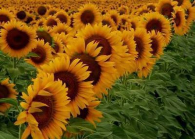 Beautiful field of sunflowers at sunset