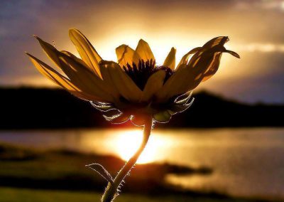 Beautiful Sunflower at Sunset