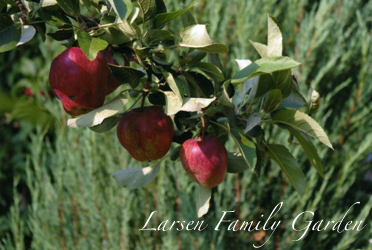Shan's Apple Tree in Larsen Family Garden