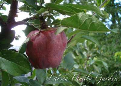 Larsen Family Garden Apple Tree