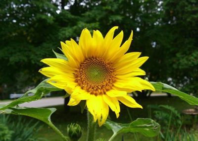 Rosies Sunflower