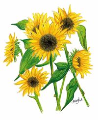 Shan's-Sunflowers-Final
