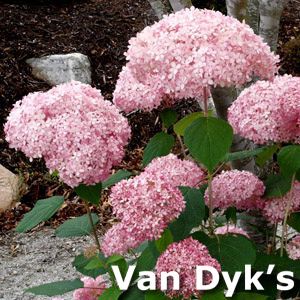 Van Dyk's
